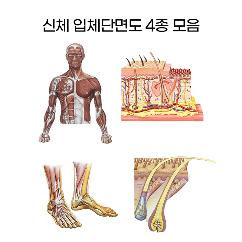 신체 입체단면도 4종모음 피부 인체 발구조 두발모공